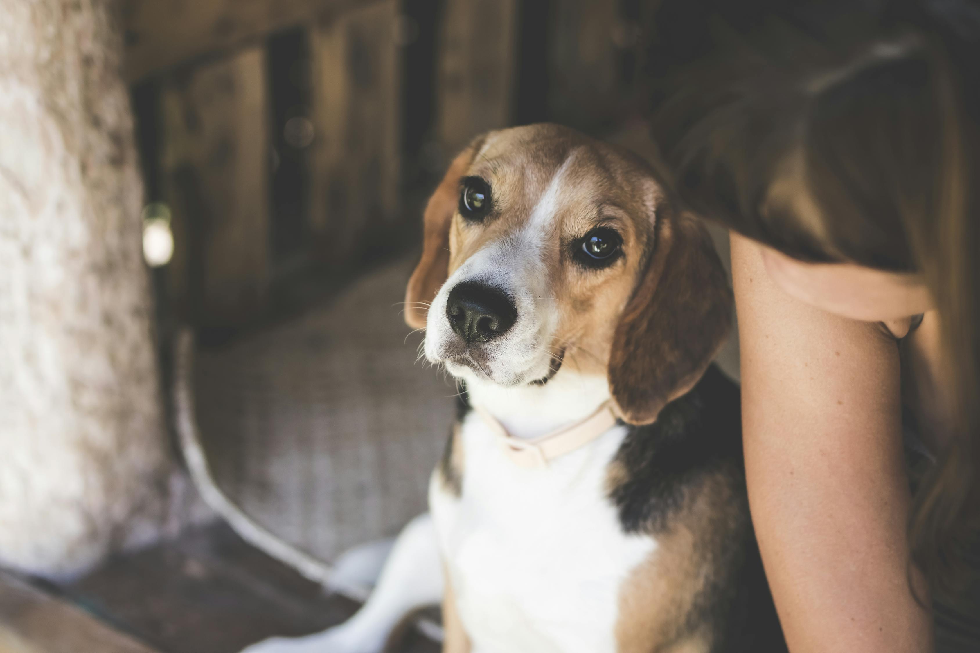 最新高加索犬斗毆視頻，激戰(zhàn)背后的犬界與人文思考