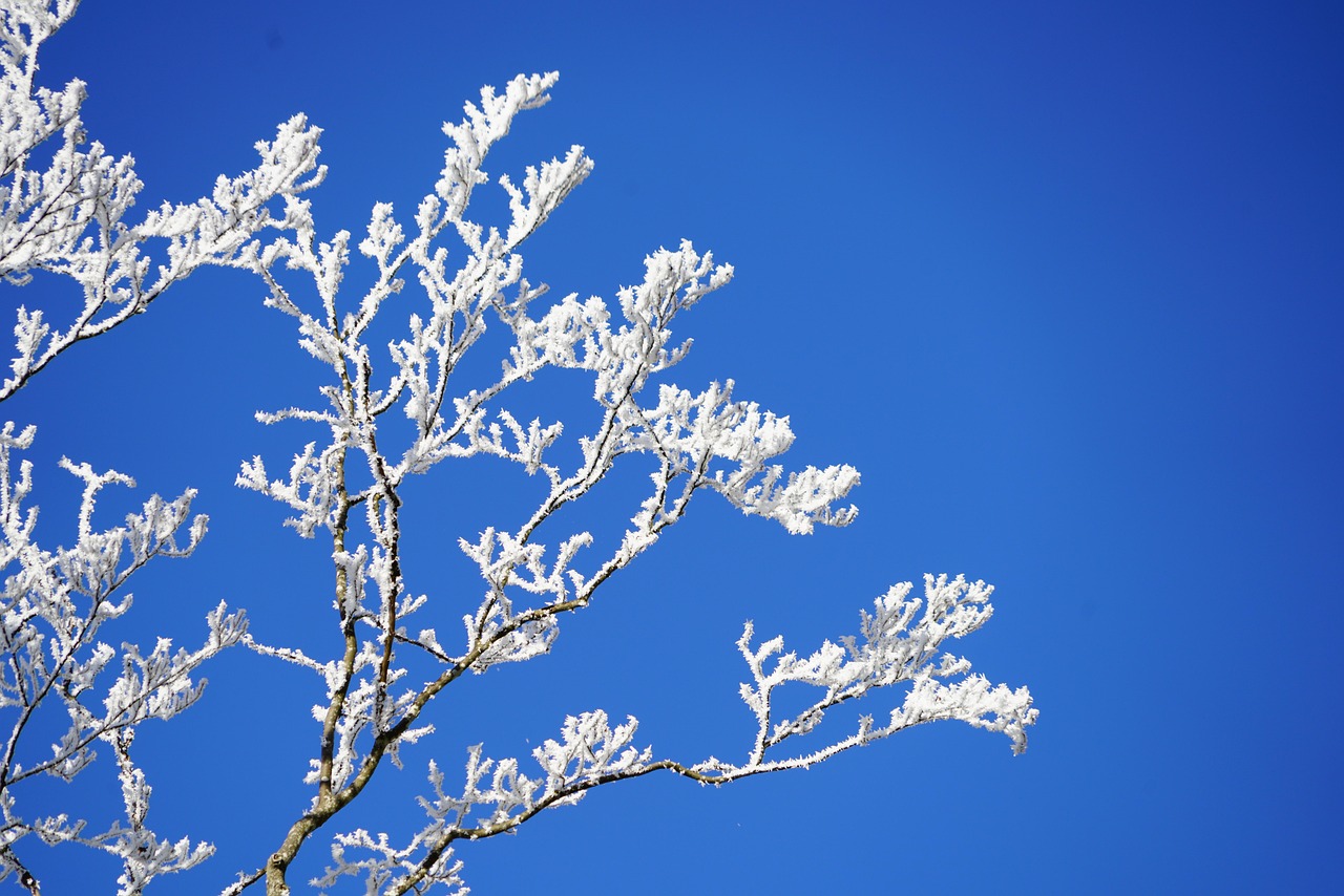 長春雪景驚艷，雪落滿城如詩如畫