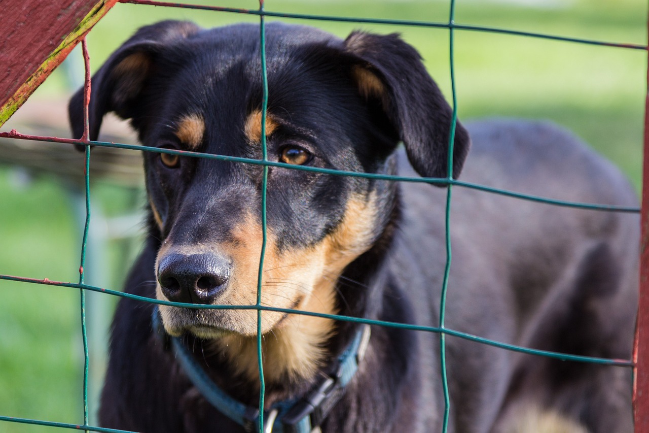 中型貴賓犬價(jià)格解析，影響因素與價(jià)格探討