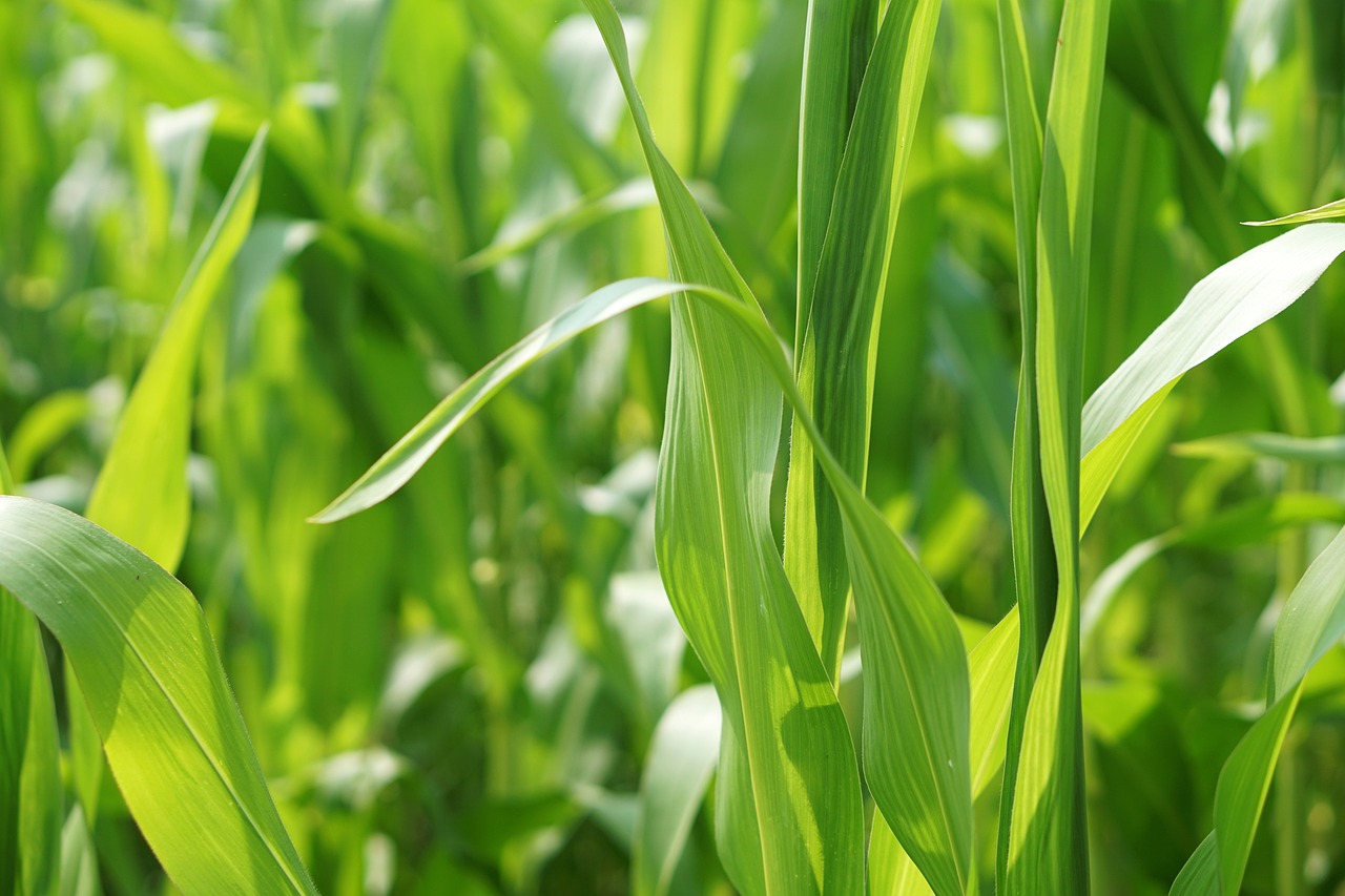 全國(guó)蒜苔價(jià)格最新行情及分析綜述