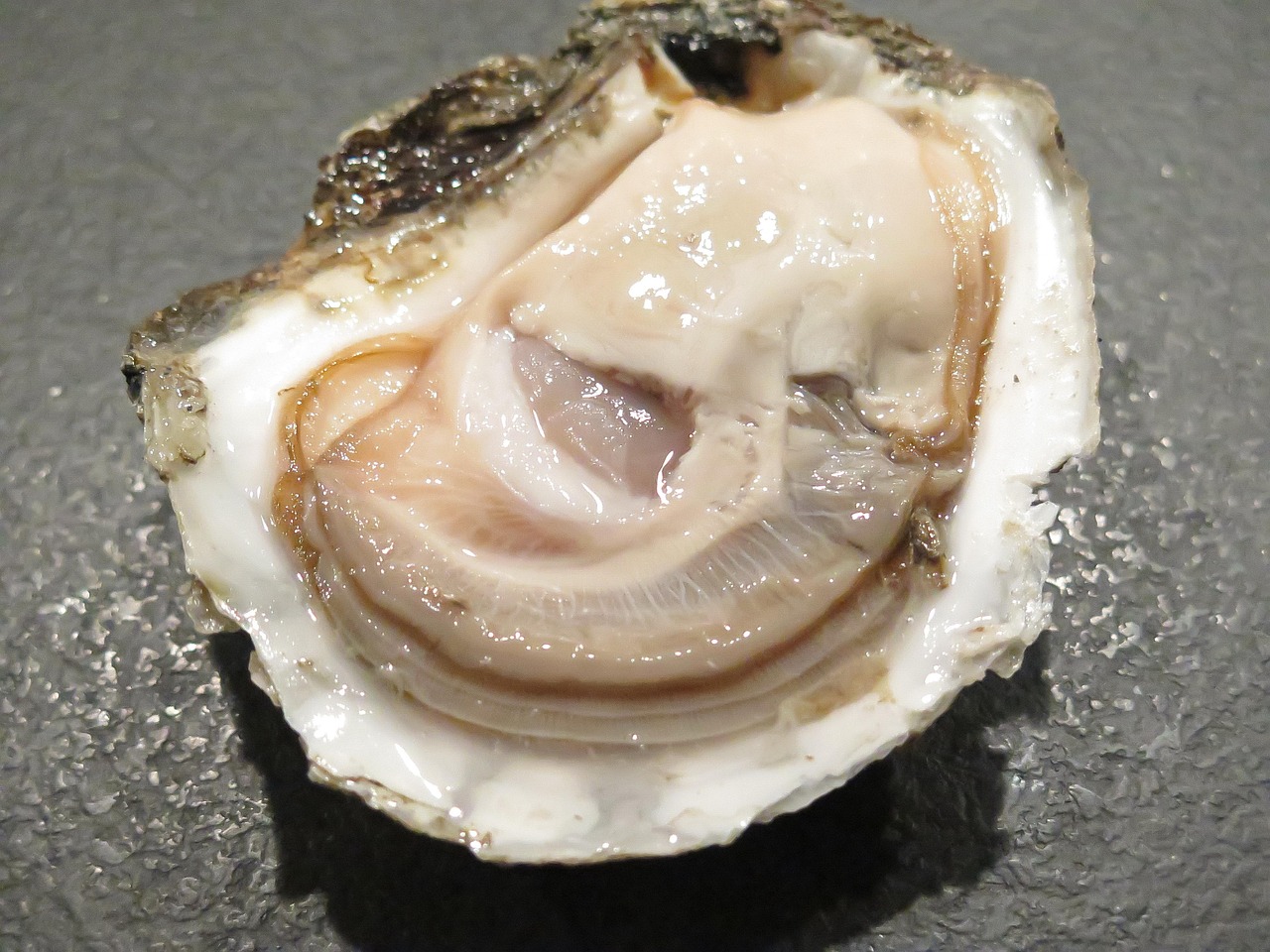生蠔上市，美味盛宴與產(chǎn)業(yè)繁榮共舞盛宴時(shí)刻開啟！