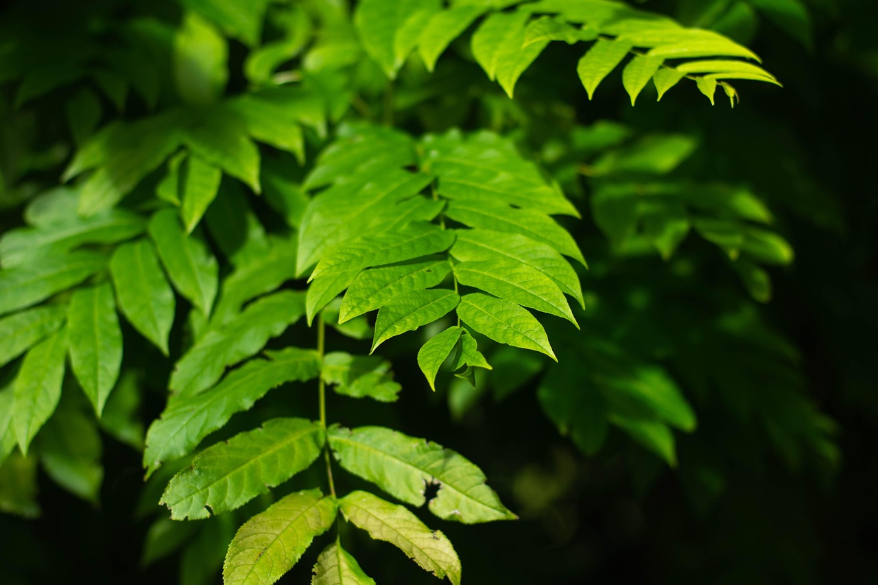 碧桂園森林城市最新動態(tài)揭秘，綠色生態(tài)人居新篇章