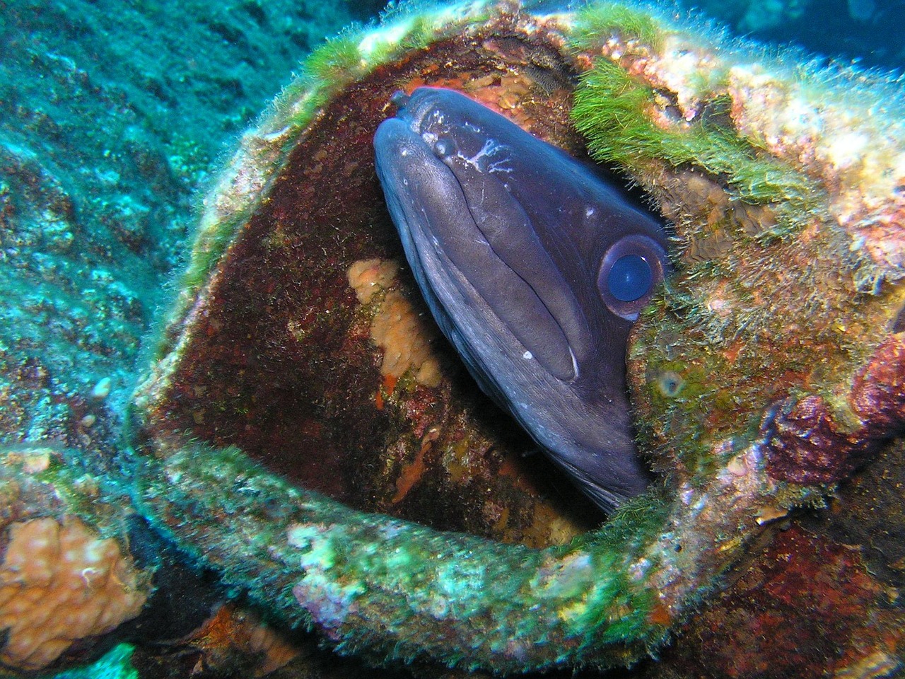 長沙草魚價格行情深度分析
