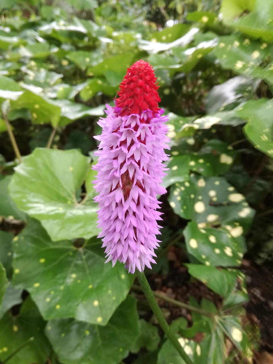 合肥長(zhǎng)豐崗集蓬勃發(fā)展新篇章，最新動(dòng)態(tài)與進(jìn)展